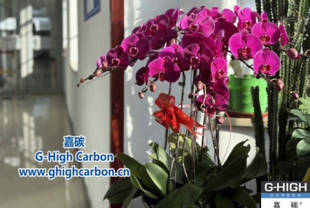 蝴蝶蘭綻活力，政企情暖新春